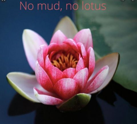 Lotus no fat